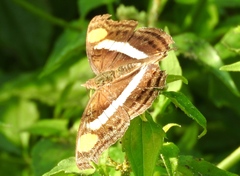 Doxocopa laure laure