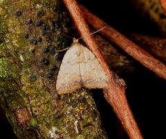 Anachrostis