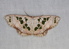 Scopula vicina
