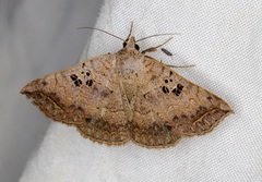 Blasticorhinus rivulosa