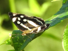 Dynamine postverta mexicana