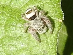 Phidippus pacosauritus