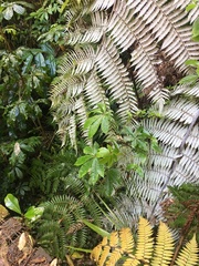 Cyathea dealbata