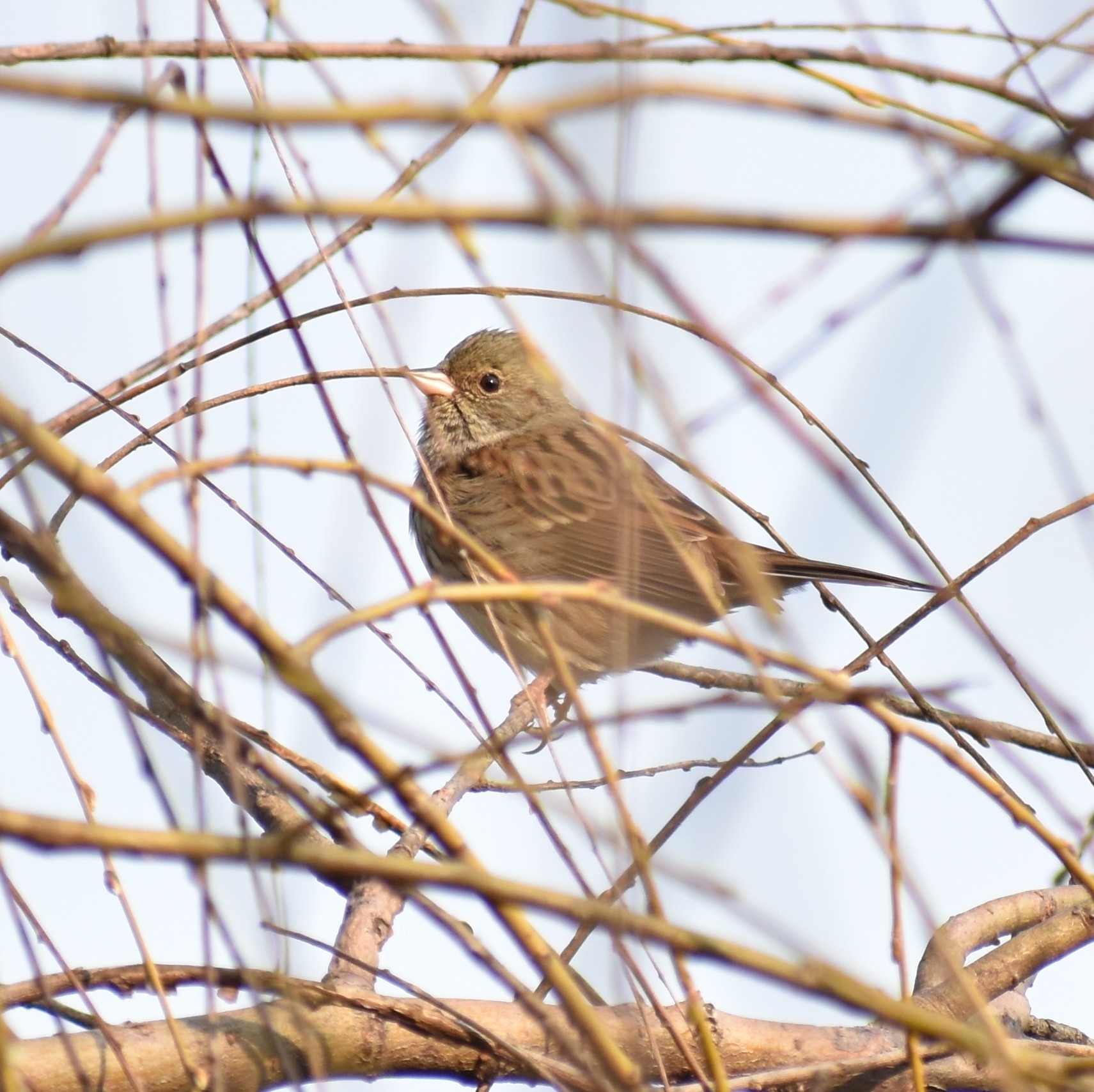 Black-faced Bunting