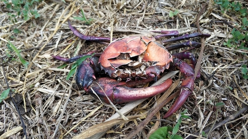 Sayamia bangkokensis