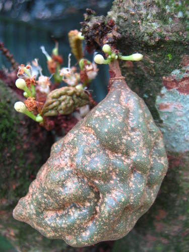 Image of Cynometra cauliflora by (c) Ong Jyh Seng, some rights reserved (CC BY-SA)