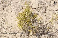 Anabasis articulata