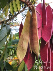 Saraca declinata