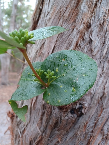 Eucalyptus baxteri