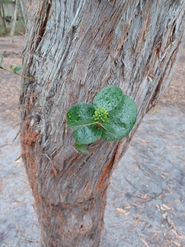 Eucalyptus baxteri 2