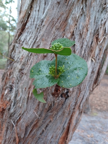 Eucalyptus baxteri 3