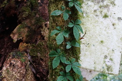 Tetrastigma obtectum glabrum