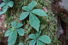 Tetrastigma obtectum glabrum