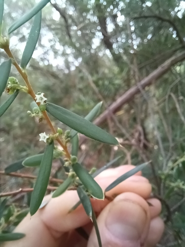 Image of Monotoca glauca by (c) Peter Crowcroft, some rights reserved (CC BY)