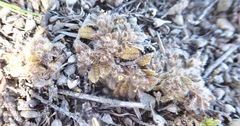 Myosotis brevis