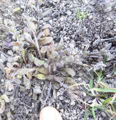 Myosotis brevis