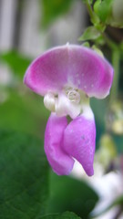 Phaseolus vulgaris