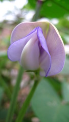 Phaseolus vulgaris