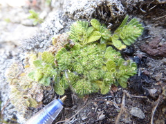 Myosotis brevis