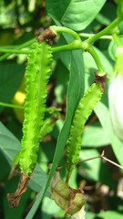 Psophocarpus tetragonolobus