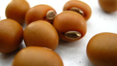 Psophocarpus tetragonolobus