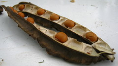 Psophocarpus tetragonolobus