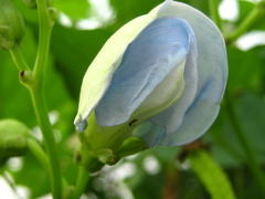 Psophocarpus tetragonolobus