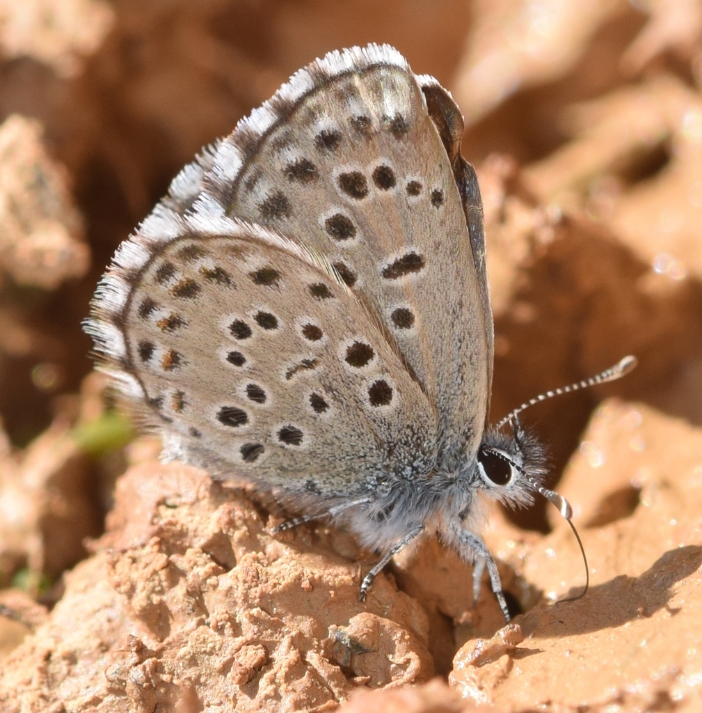 False Baton Blue