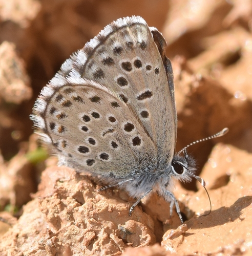 Pseudophilotes abencerragus (Pierret, 1837)