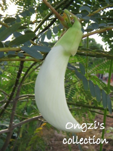 Sesbania grandiflora