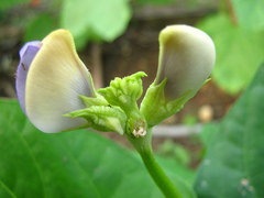 Vigna unguiculata sesquipedalis