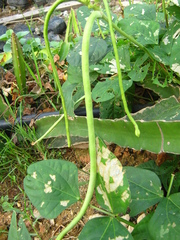 Vigna unguiculata sesquipedalis