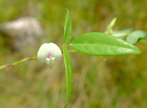 Macrotyloma africanum