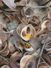 Juliflorae