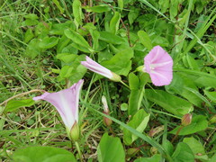 Calystegia sepium roseata