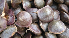 Archidendron pauciflorum