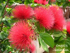 Calliandra tergemina emarginata