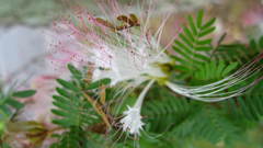 Calliandra surinamensis