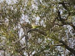 Poicephalus meyeri
