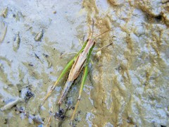 Pseudochorthippus montanus