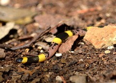 Micrurus tener tener