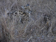 Leptailurus serval