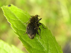 Graptus kaufmanni