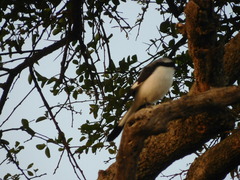 Lanius excubitoroides