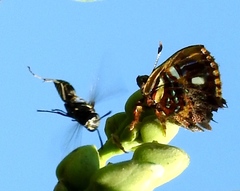 Anteros carausius carausius