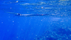 Platybelone argalus