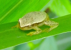Tlalocohyla smithii