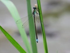 Ischnura senegalensis