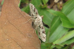 Sameodes cancellalis