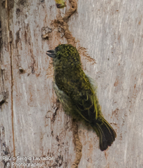 Pogoniulus scolopaceus